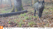 Schwarzwild in der Fotofalle (Aufnahme FVA BW)