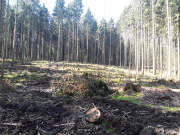 Geräumte Käferfläche vor der Wiederaufforstung (Aufnahme Jörn Hartmann)