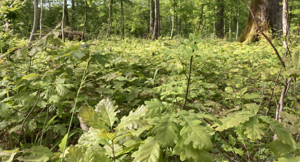 Eichen Naturverjüngung im Mai - Stadtwald Bad Rappenau (eigene Aufnahme)