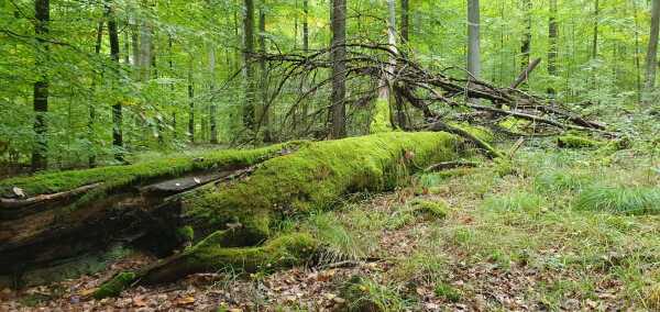 Liegendes Totholz im Stadtwald Löwenstein (Aufnahme Forstamt Heilbronn)