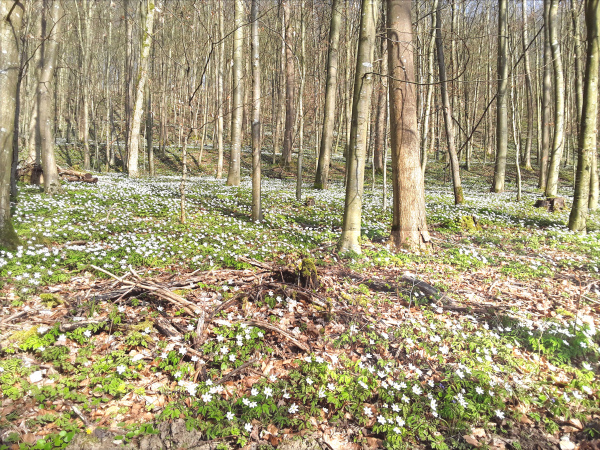 Buschwindröschen im Buntlaubbaum-Mischwald (Aufnahme Jörn Hartmann)