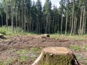 Bestandesrand mit Befall im letzten Jahr (eigene Aufnahme)