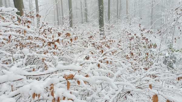 Buchen-Naturverjüngung im Schnee (Aufnahme Julian Graf)