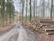 Fichtenpolter Hardthausen (Aufnahme Kreisforstamt Heilbronn)