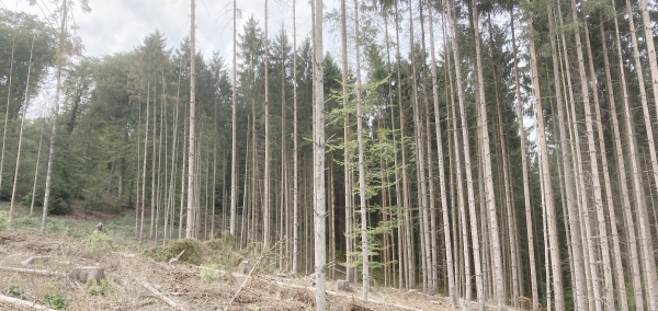 Hohes Befallsrisiko - angerissener Fichtenbestand (Aufnahme Jörn Hartmann)