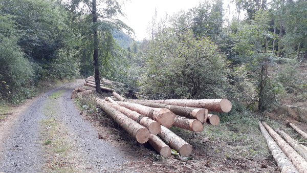 Altes Käferholz am Fahrweg (eigene Aufnahme)