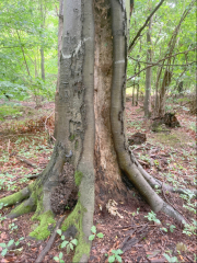 Rotbuche mit offenliegendem Holzkörper