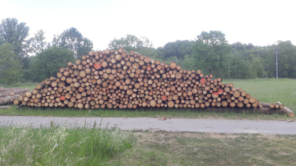 Fichten-Industrieholz im Trockenlager (Aufnahme Julia Meny)