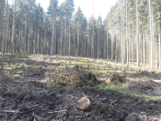 Geräumte Käferfläche vor der Wiederaufforstung (Aufnahme Jörn Hartmann)