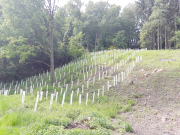 Wiederaufforstung im Kleinstprivatwald (eigene Aufnahme)