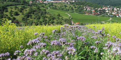 Landschaft bei Löwenstein mit blauen Blumen im Vordergrund