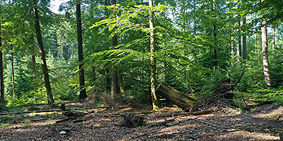 Ein Laubwald.
