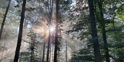 Wald mit Sonnenstrahlen