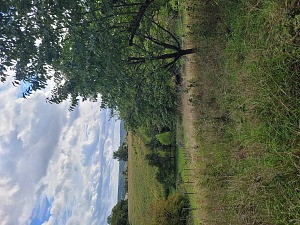 Streuobstwiese, Hanglage, waldrandlage